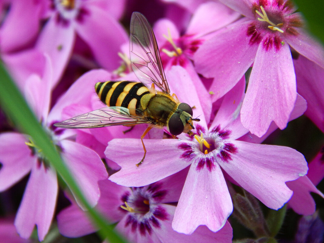 Весеннее настроение - Александр Ковальчук Весеннее настроение - Александр Ковальчук