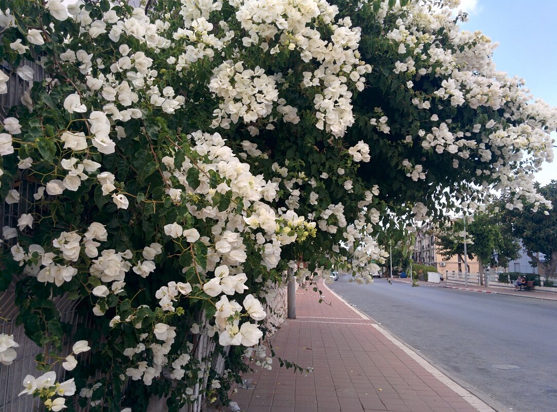 И этот куст на нашей улице - Светлана Хращевская