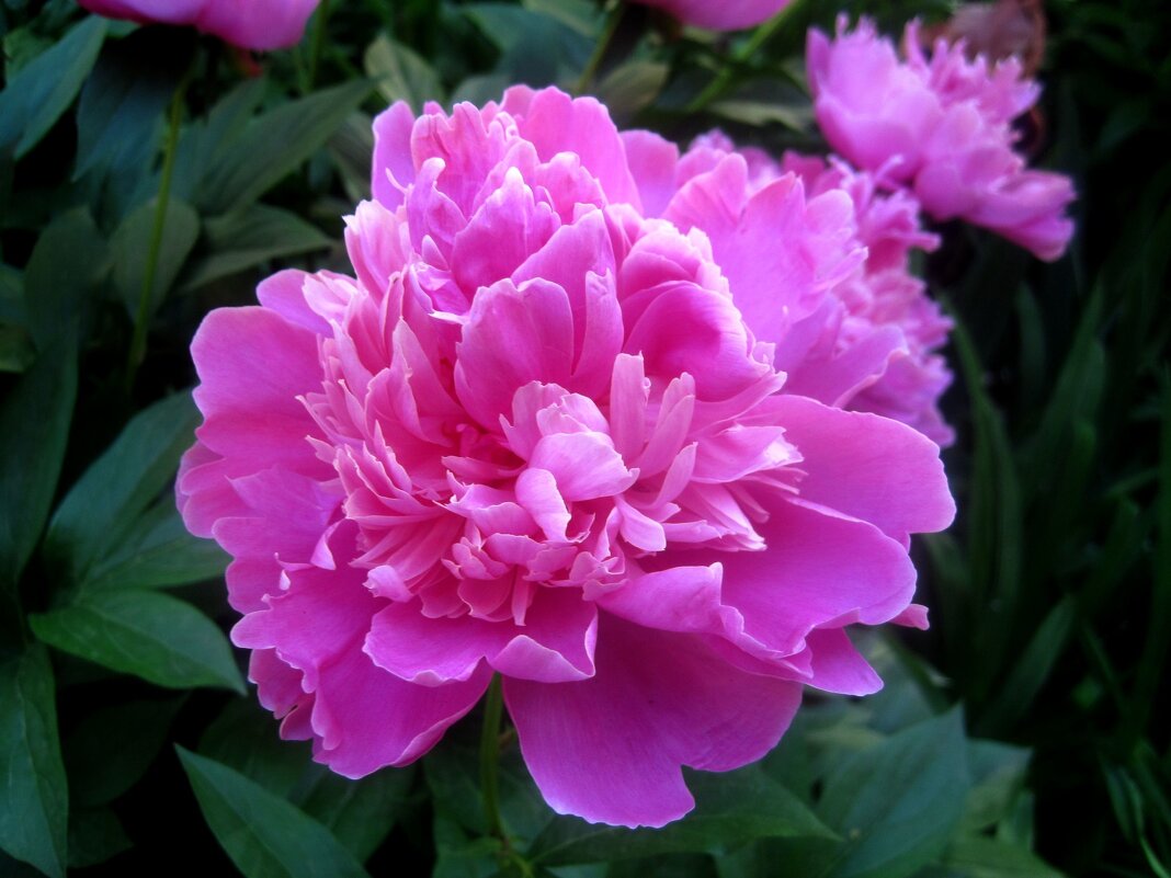 Пион - Елена Семигина