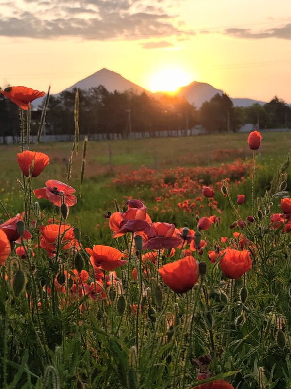 Цветущие маки на фоне горы Бештау - Сергей Цветущие маки на фоне горы Бештау - Сергей