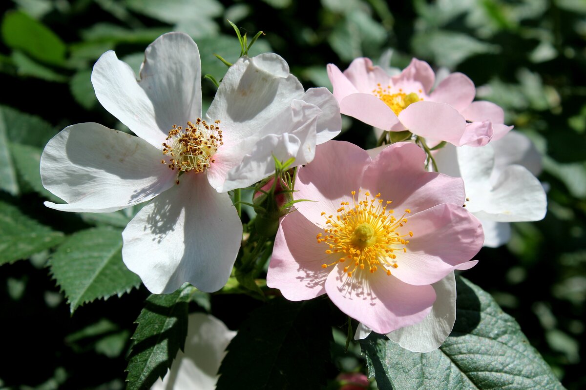 Шиповник. - Владимир Помазан