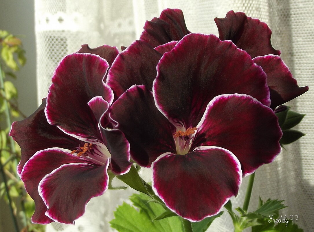 Пеларгония - Freddy 97
