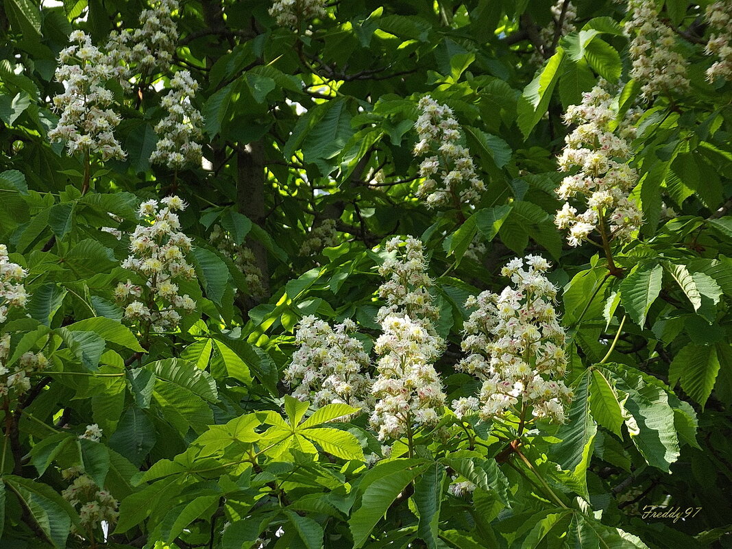 Каштан - Freddy 97