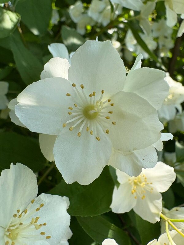 ЖАСМИН - Ольга НН ЖАСМИН - Ольга НН