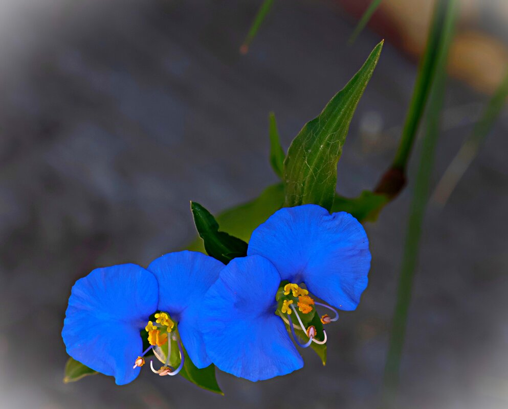 Лесной цветочек - Аркадий Басович Лесной цветочек - Аркадий Басович