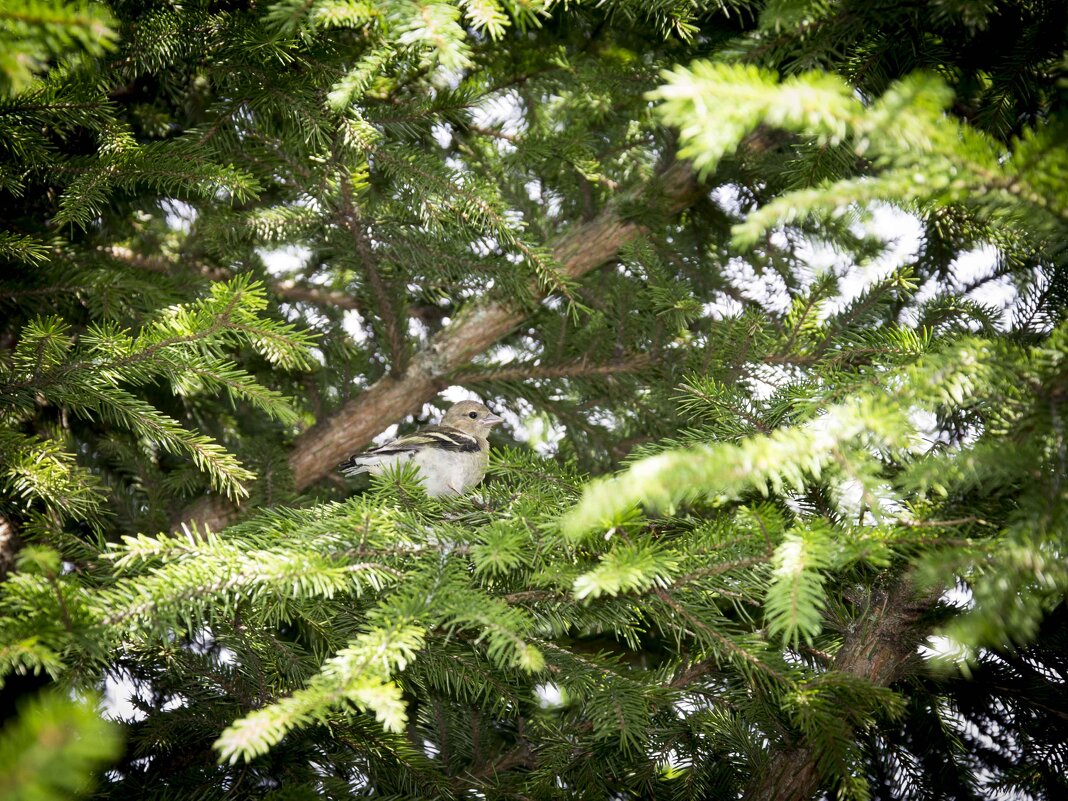 . - Сергей Ястребов (s.hawk)