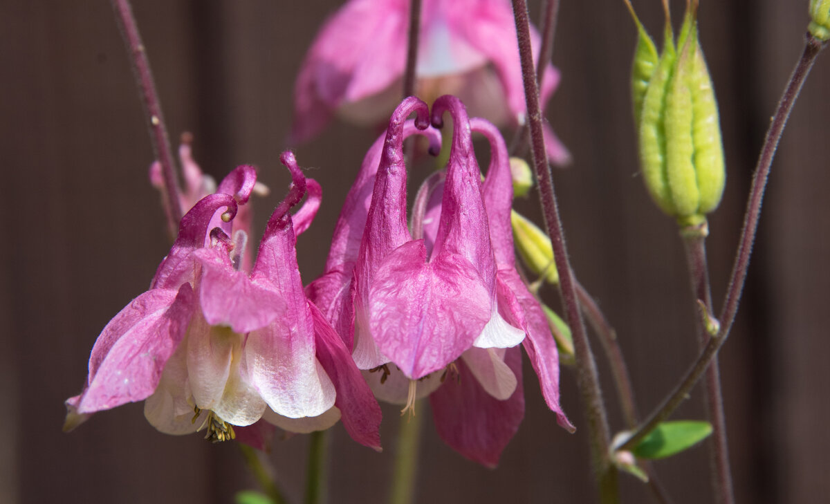 *** - Владимир Безбородов