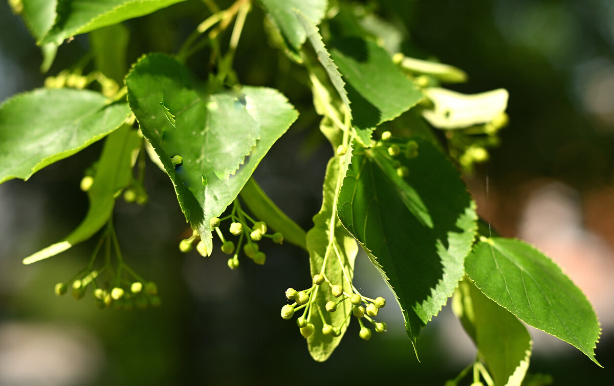 Липа зацвела. - Alex Matarykin