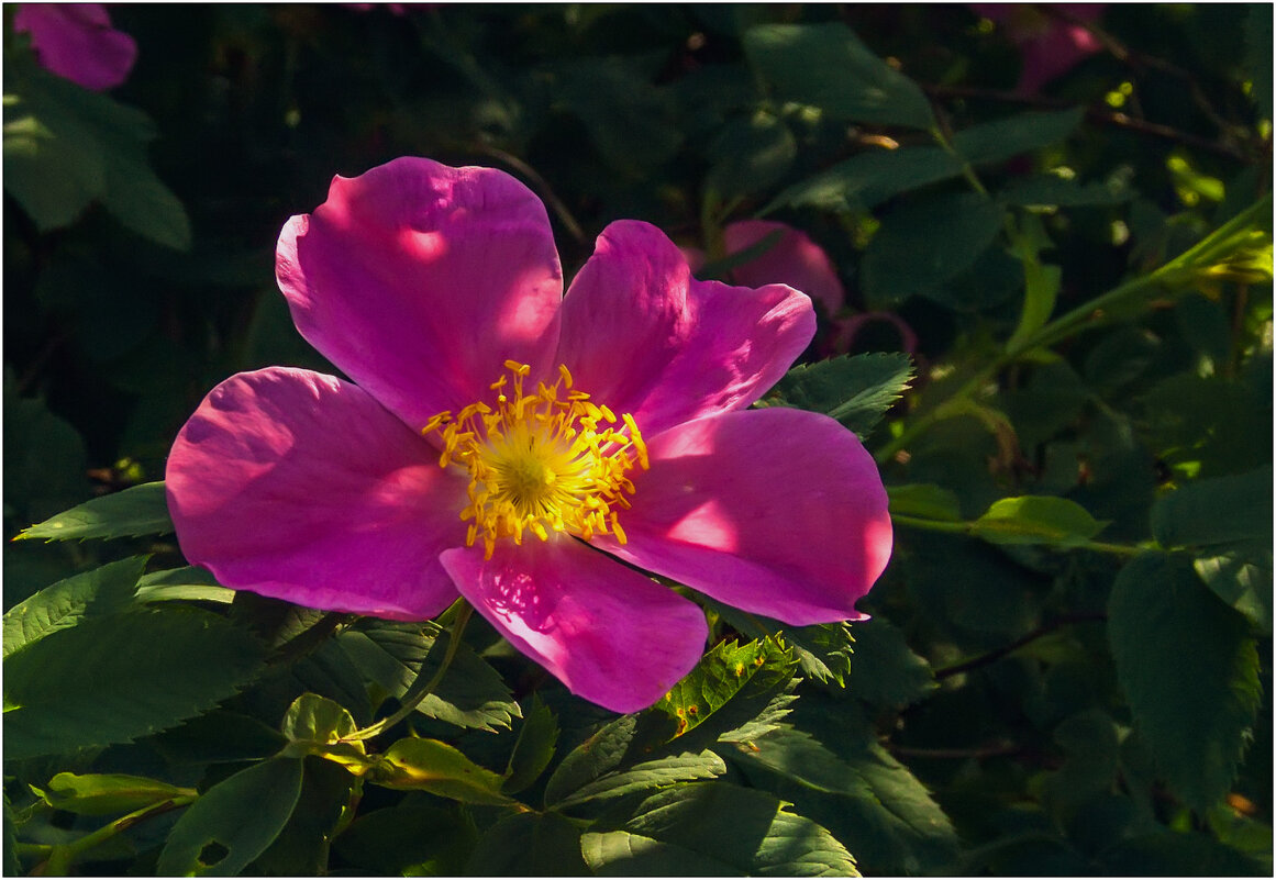 Аленький цветочек - Валентин Котляров