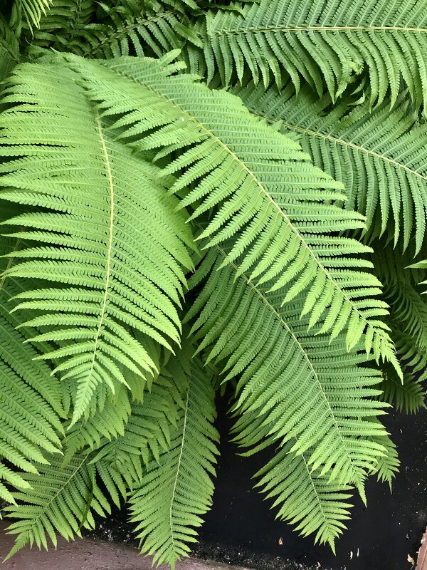 Почти Пальма)) - Любовь 