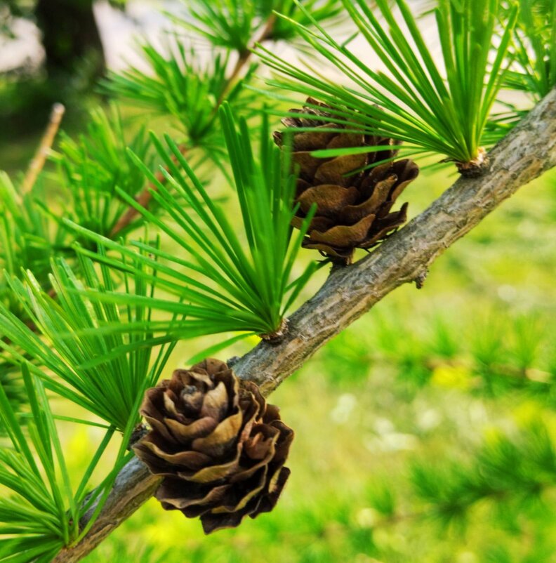 Молодо-зелено - Галина Бобкина