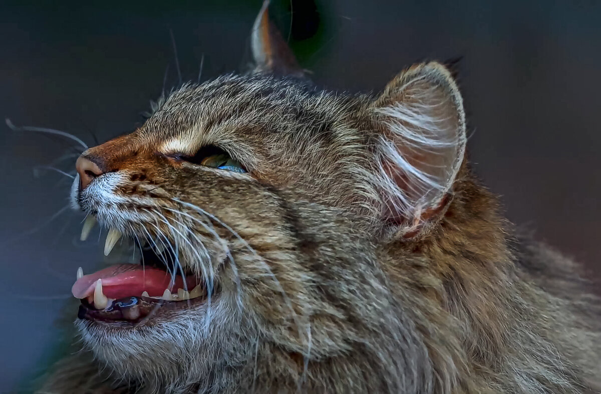 Европейская кошка - Aleksey Afonin