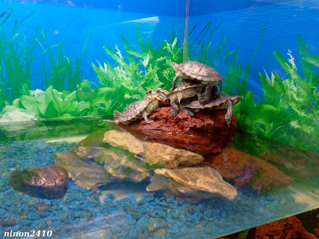 Аквариум в ростовском зоопарке - Нина Бутко