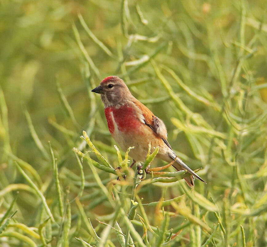 Коноплянка - Светлана Коноплянка - Светлана