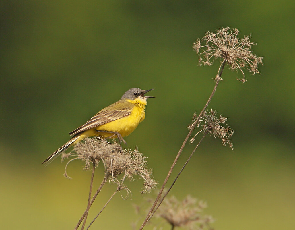 желтая трясогузка - Светлана 