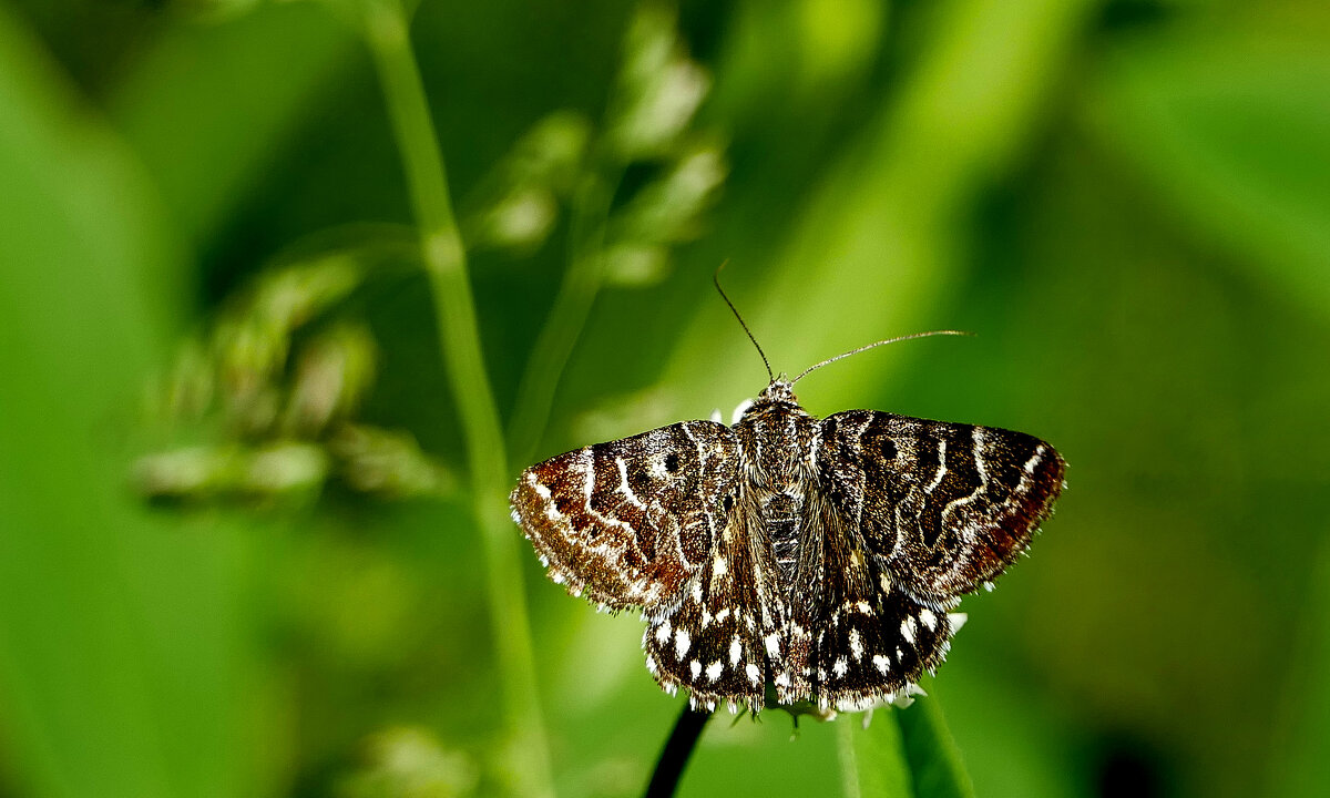 опять про бабочек 11 - Александр Прокудин опять про бабочек 11 - Александр Прокудин