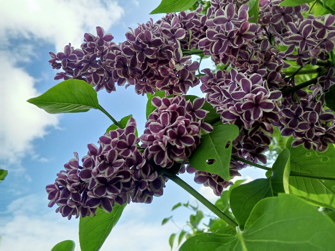 Сирень - Сапсан 