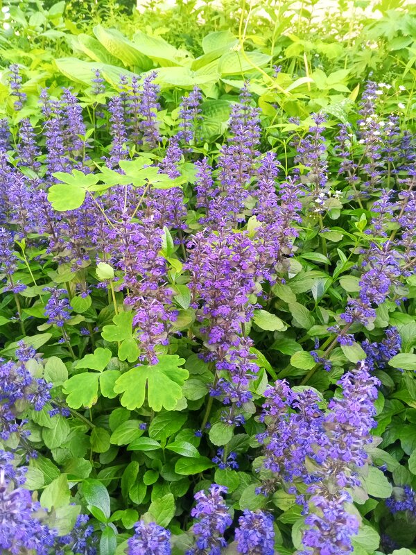 Живучка - Сапсан 