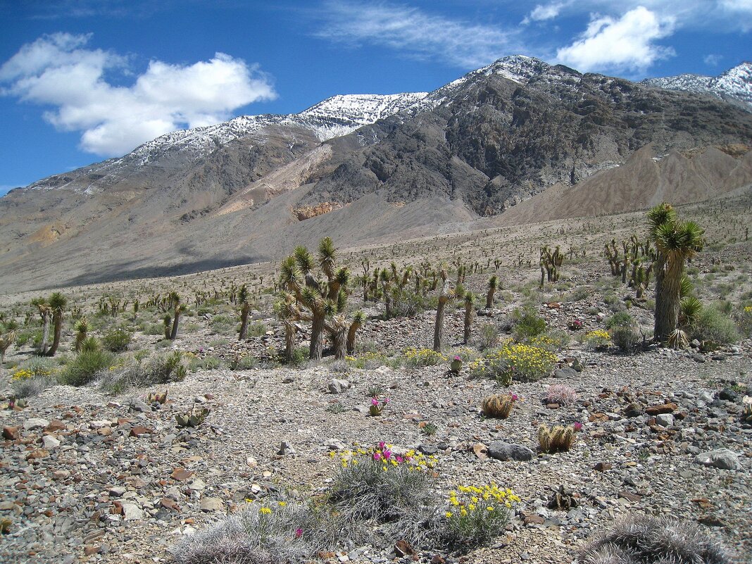 В Национальном парке Долина Смерти. - unix (Илья Утропов)