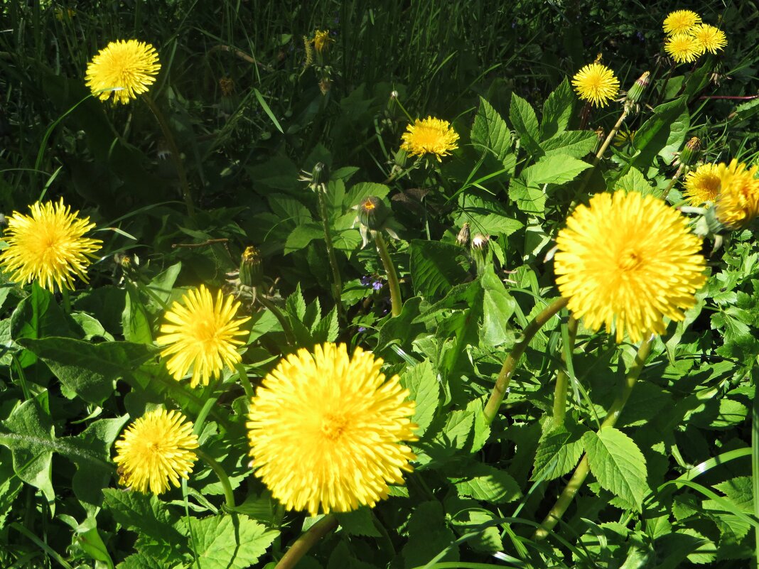 лето - марта Камушкина