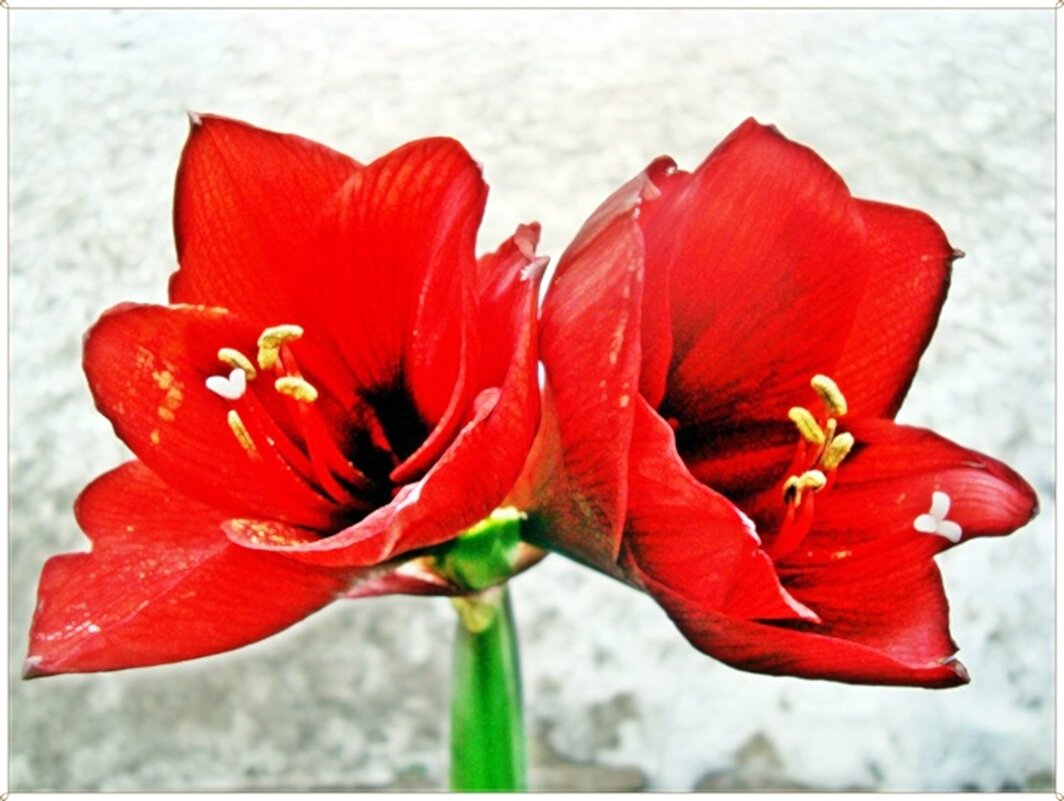 цветы - марта Камушкина