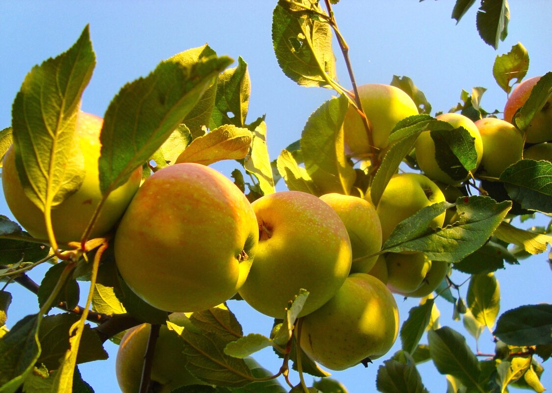 лето - марта Камушкина