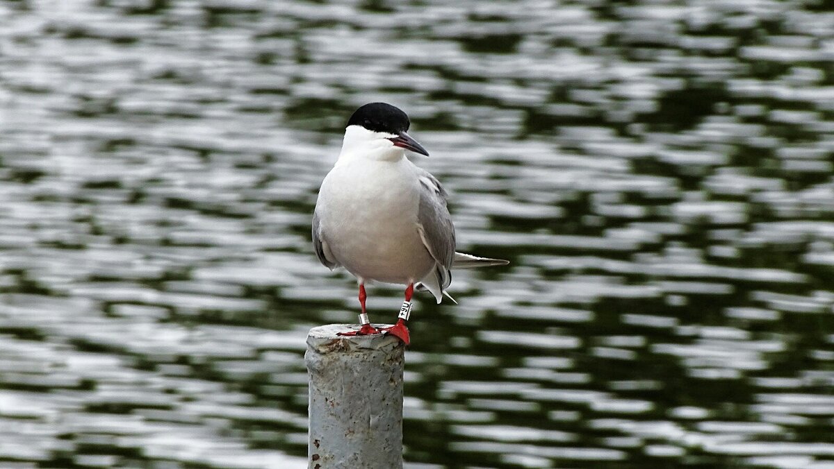 Крачка - Милешкин Владимир Алексеевич Крачка - Милешкин Владимир Алексеевич