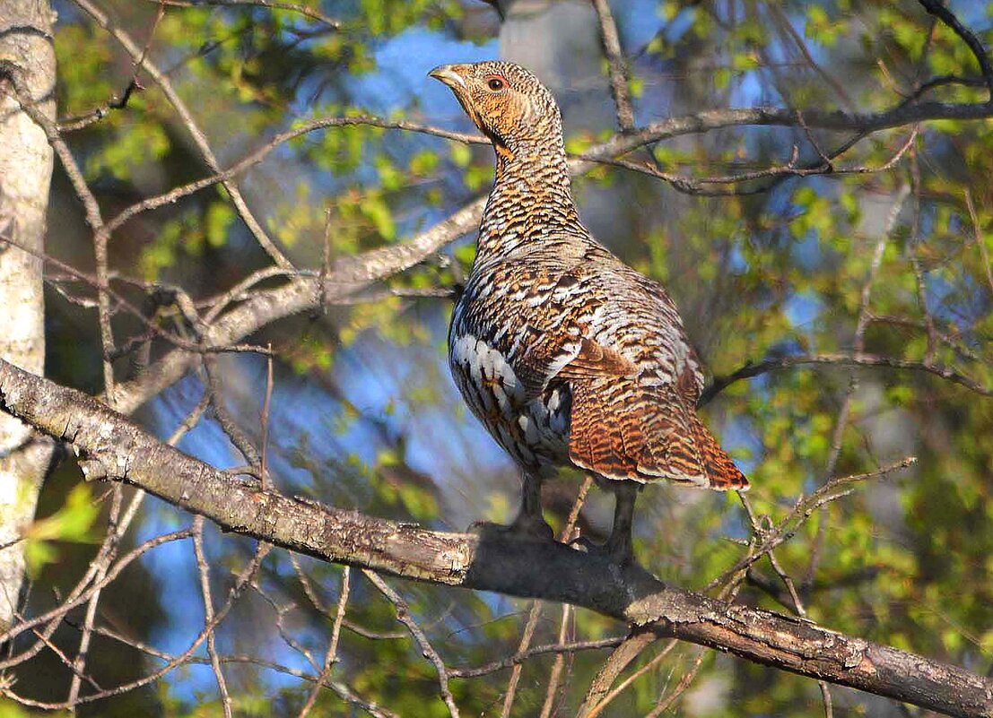 Таежная курочка. - Михаил Белоусов Таежная курочка. - Михаил Белоусов
