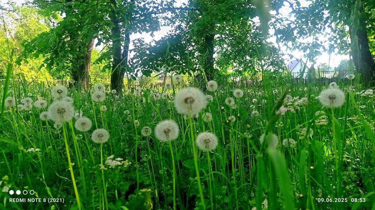 одуванчик обыкновенный - Ольга Конькова