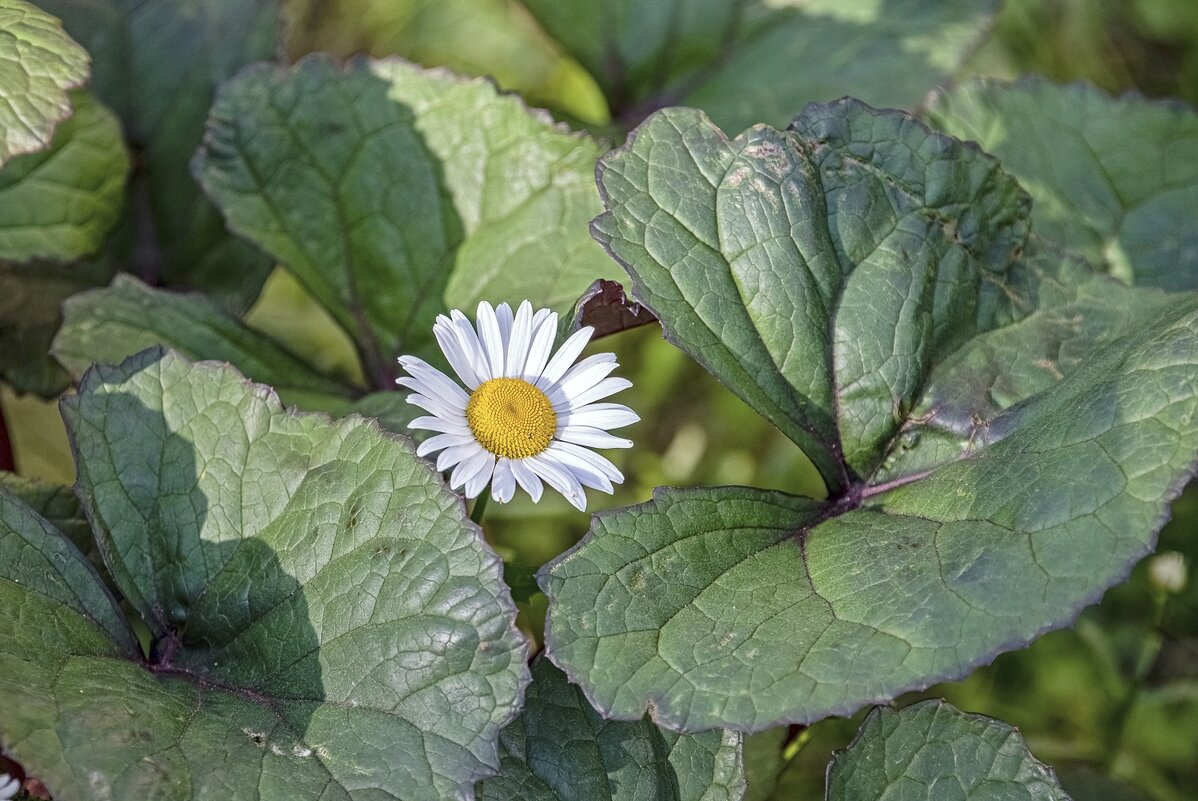 Под охраной - Валерий Иванович