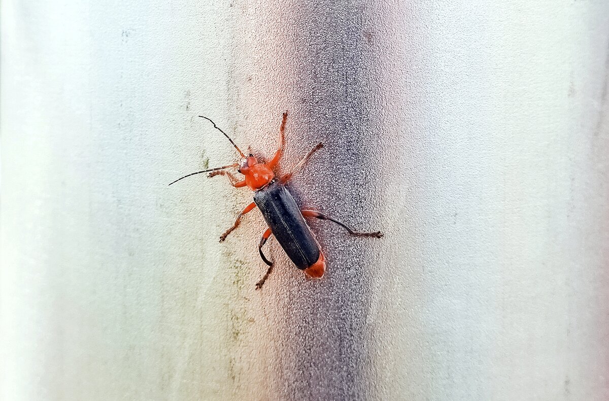 Жук пожарник - Валерий Иванович Жук пожарник - Валерий Иванович
