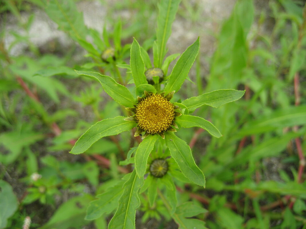 Череда - Anna Ivanova