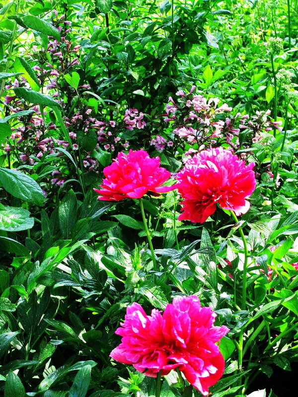 В саду - Людмила Смородинская В саду - Людмила Смородинская