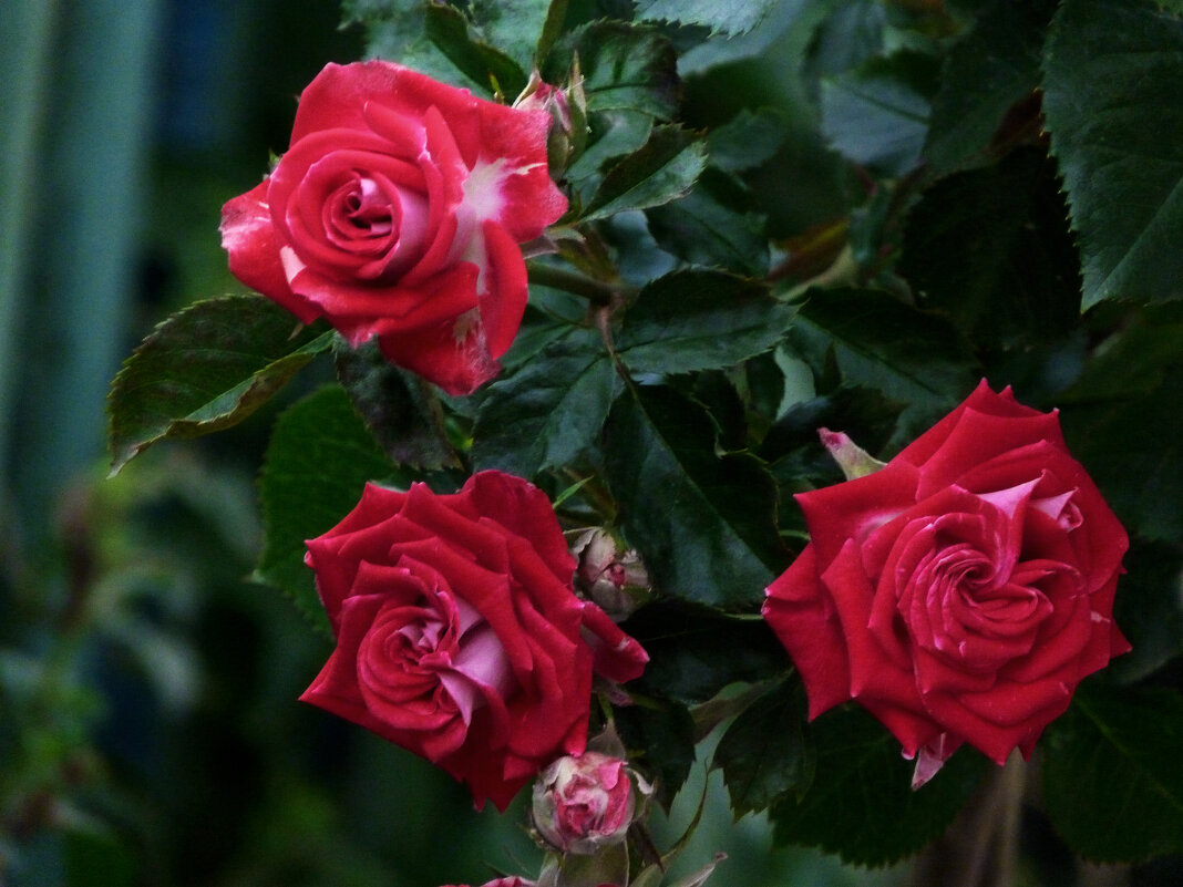 Алые розы Руби Стар - Валентин Семчишин Алые розы Руби Стар - Валентин Семчишин