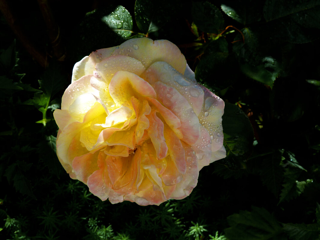 Глория  Дей - Валентин Семчишин