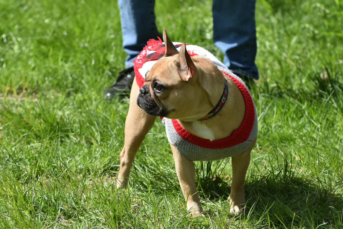 Москва. Парад французских бульдогов в усадьбе «Воронцово». - Наташа *****