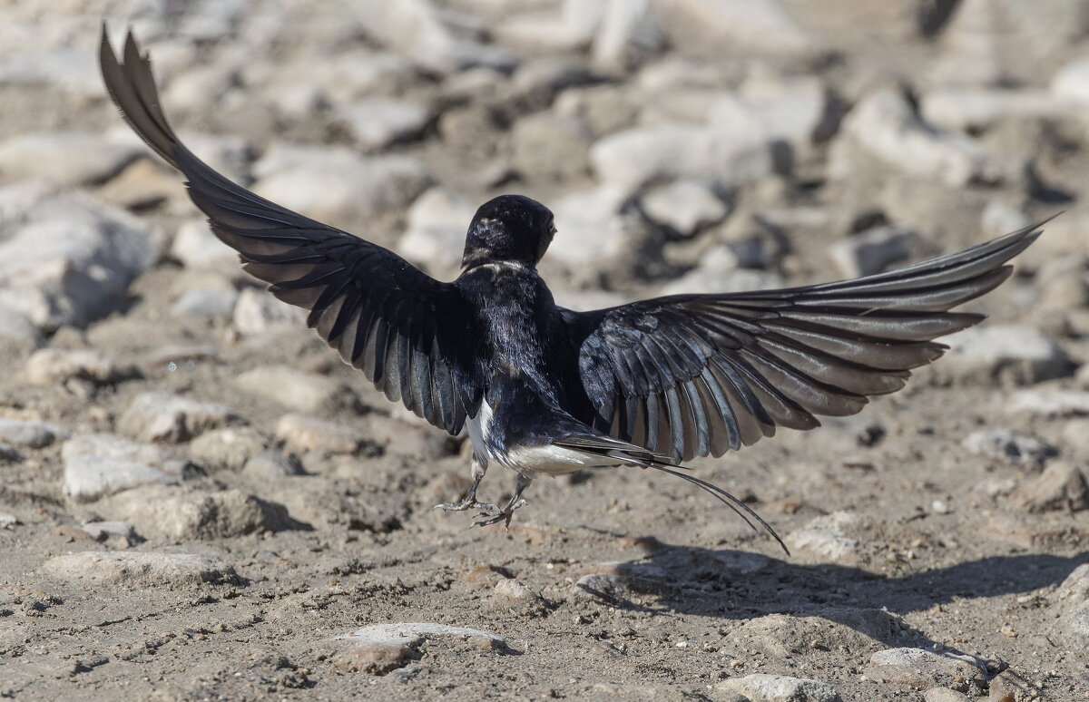 ласточка - юрий макаров