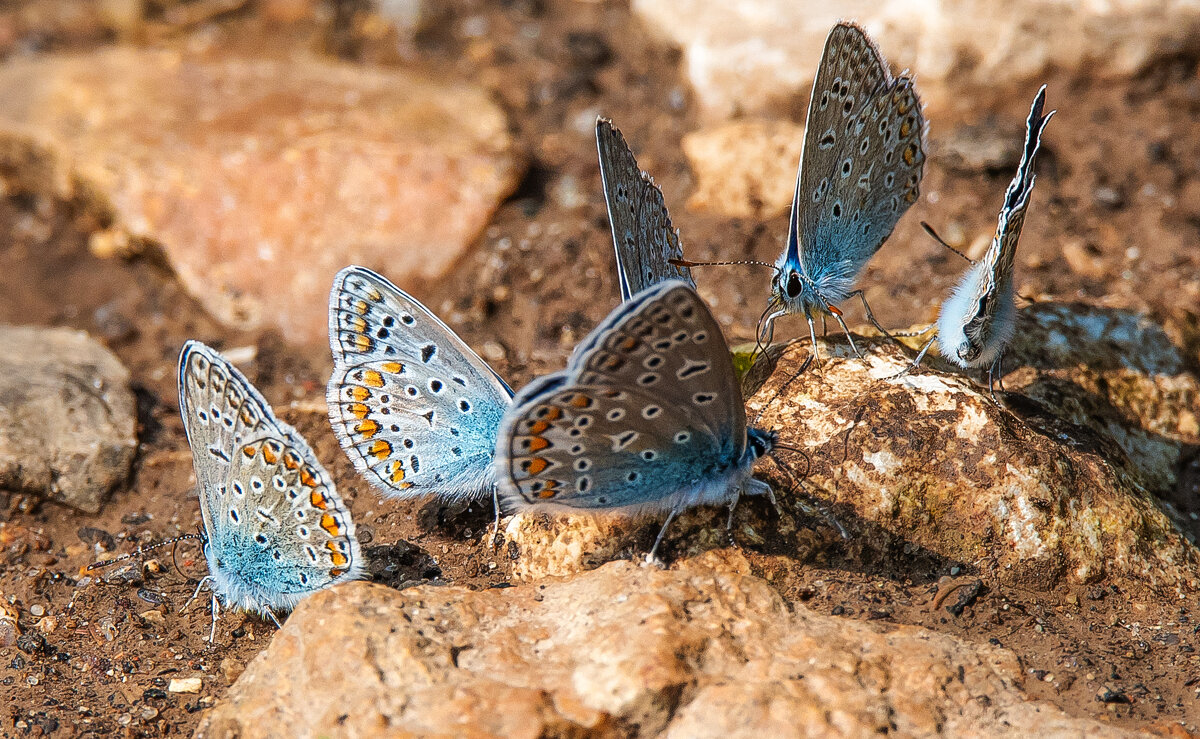 Тусовка. - Владимир Безбородов Тусовка. - Владимир Безбородов