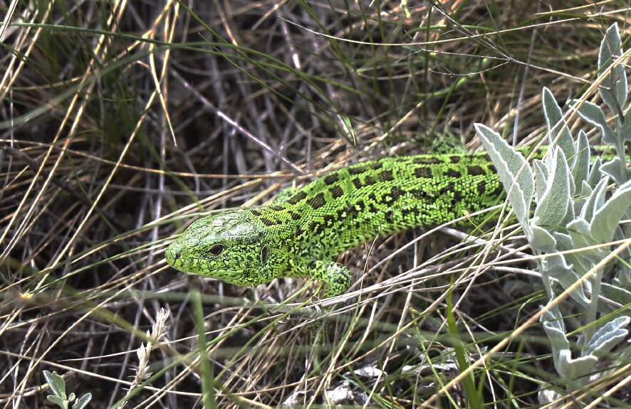 Хозяйка Медной горы - Галина Ильясова