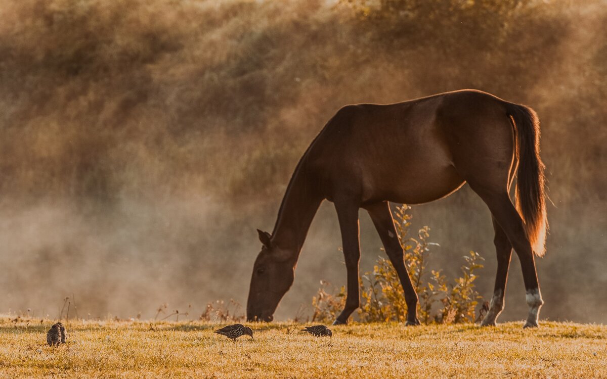 Утро летнего выгула. - Виктор Евстратов