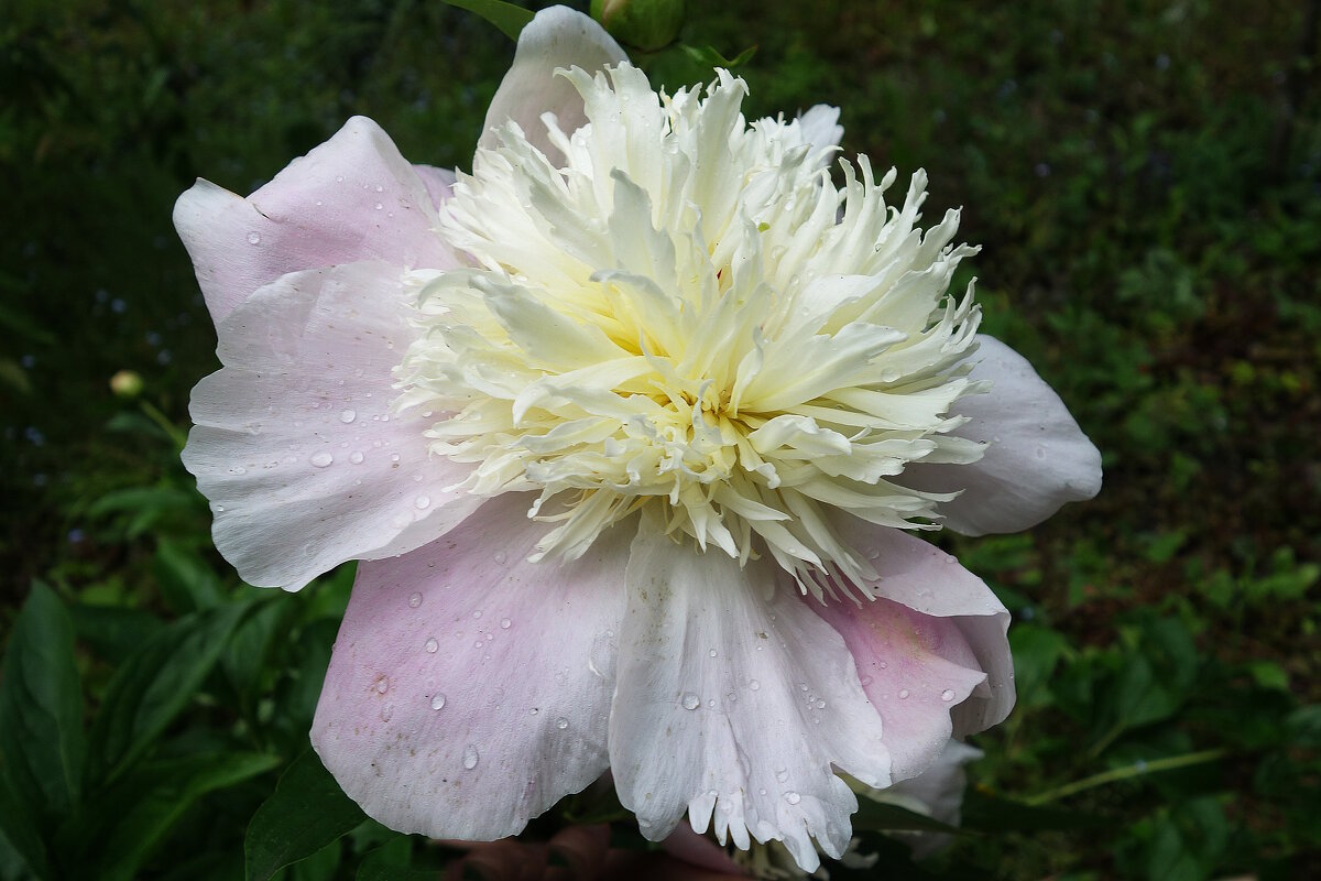 Пион - Рита Симонова Пион - Рита Симонова