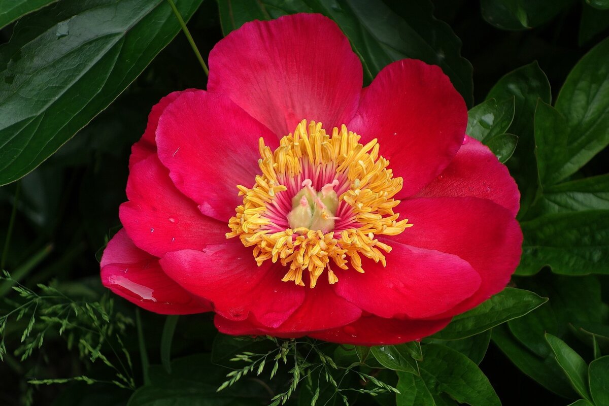 Пион - Рита Симонова