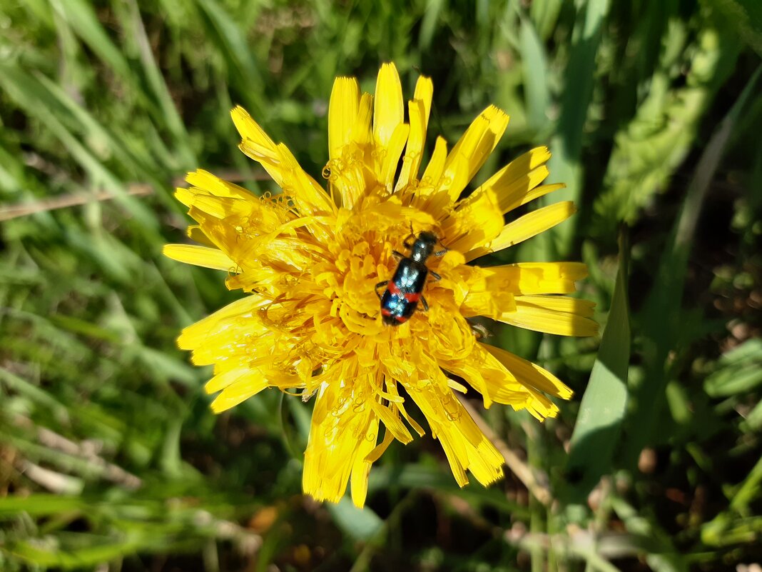 Вот и лето пришло - Галина Минчук