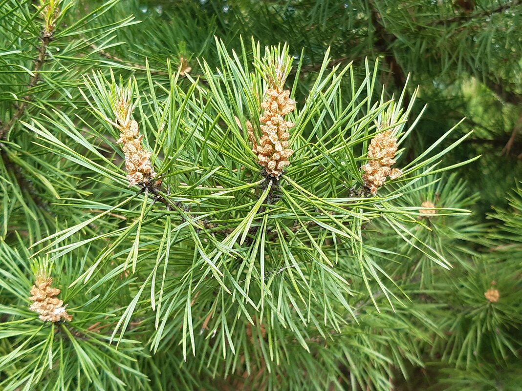 Вот и лето пришло - Галина Минчук Вот и лето пришло - Галина Минчук