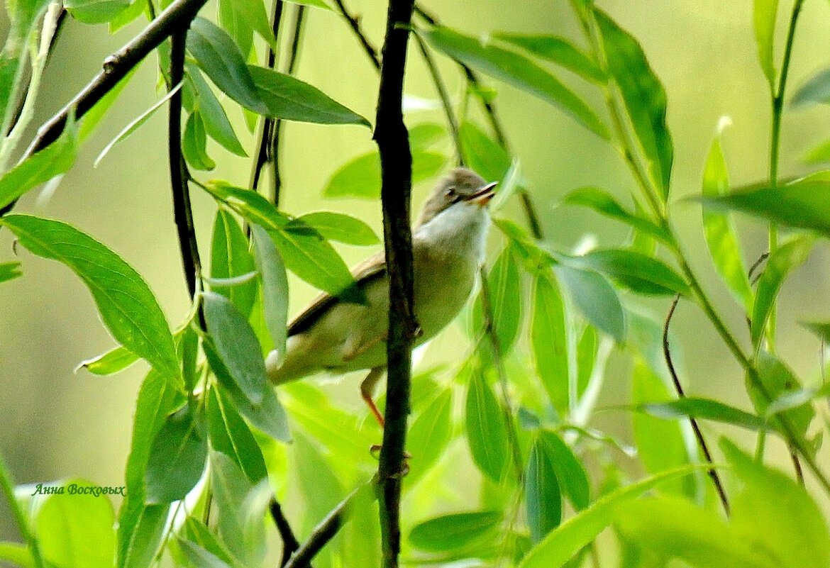 Серая славка в зарослях на берегу речки Свинцовки. - Восковых Анна Васильевна Серая славка в зарослях на берегу речки Свинцовки. - Восковых Анна Васильевна