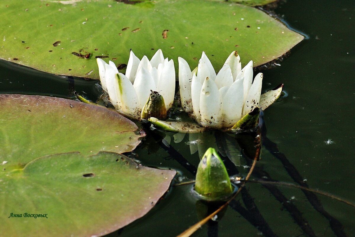 Белые водяные лилии на речке Свинцовке. - Восковых Анна Васильевна 