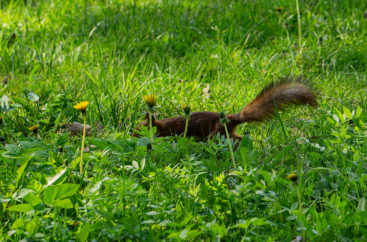 В засаде - Ирина Соловьёва