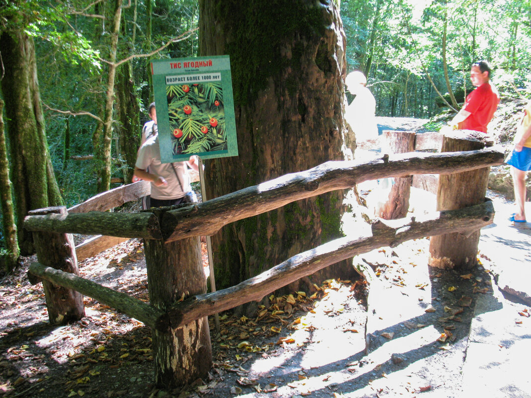 millenium yew / тысячелетний тис - Роман Шаров