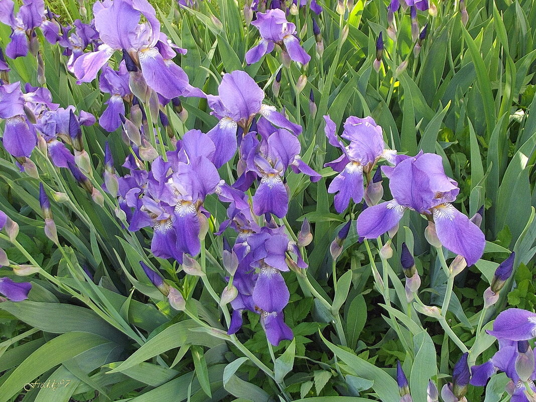 Ирисы - Freddy 97