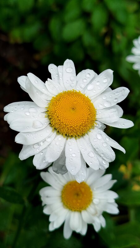 Мокрые ромашки - светлана льдокова Мокрые ромашки - светлана льдокова